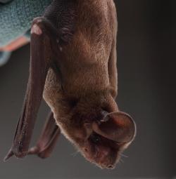 Florida Bonneted Bat (Eumops floridanus)
