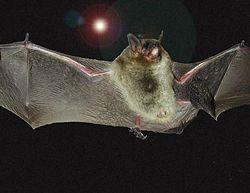 Gray Bat