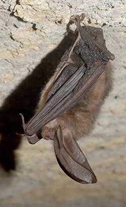 Virginia Big-Eared Bat