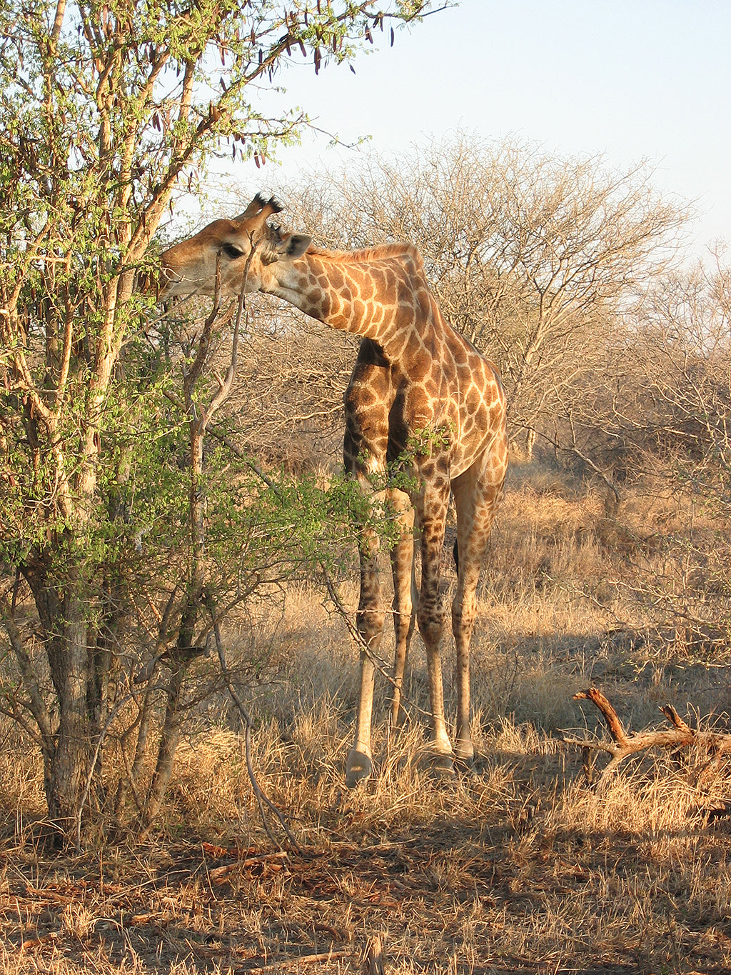 Animal instincts / giraffe | Giraffe at sunset at Madikwe Game Reserve, South Africa | © Kellie Shearwood