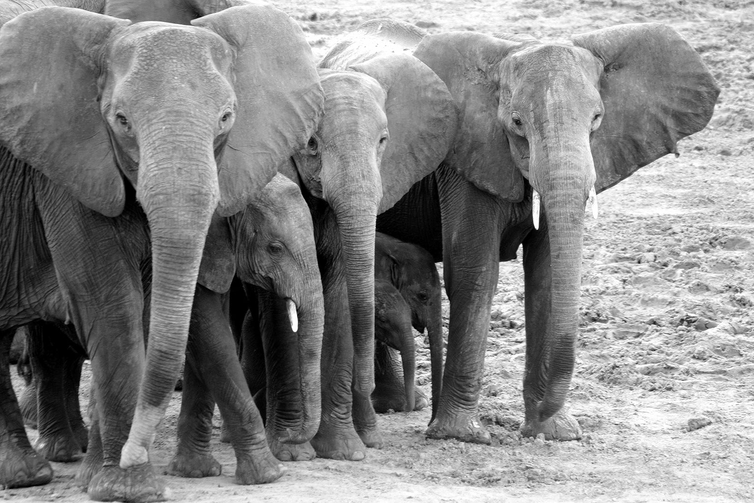 Safari Journal / Blog by Safari Fusion | Giants of Zambia | Photographing Zambia's beautiful Elephants | © Kellie Shearwood