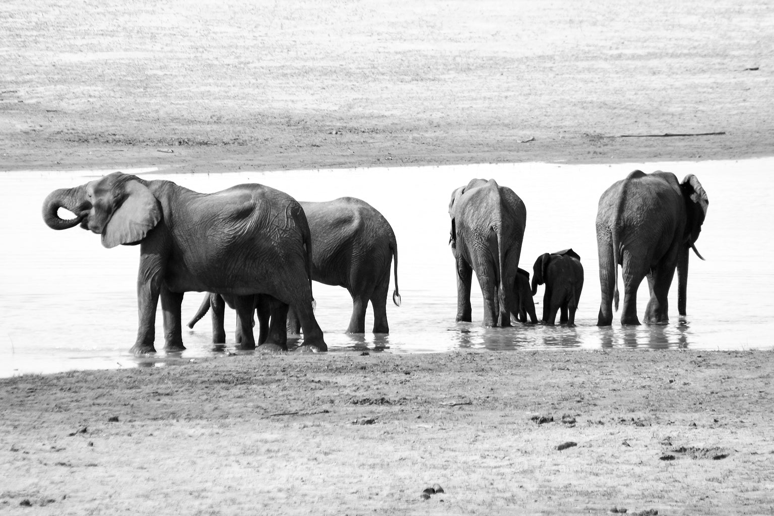 Safari Journal / Blog by Safari Fusion | Giants of Zambia | Photographing Zambia's beautiful Elephants | © Kellie Shearwood