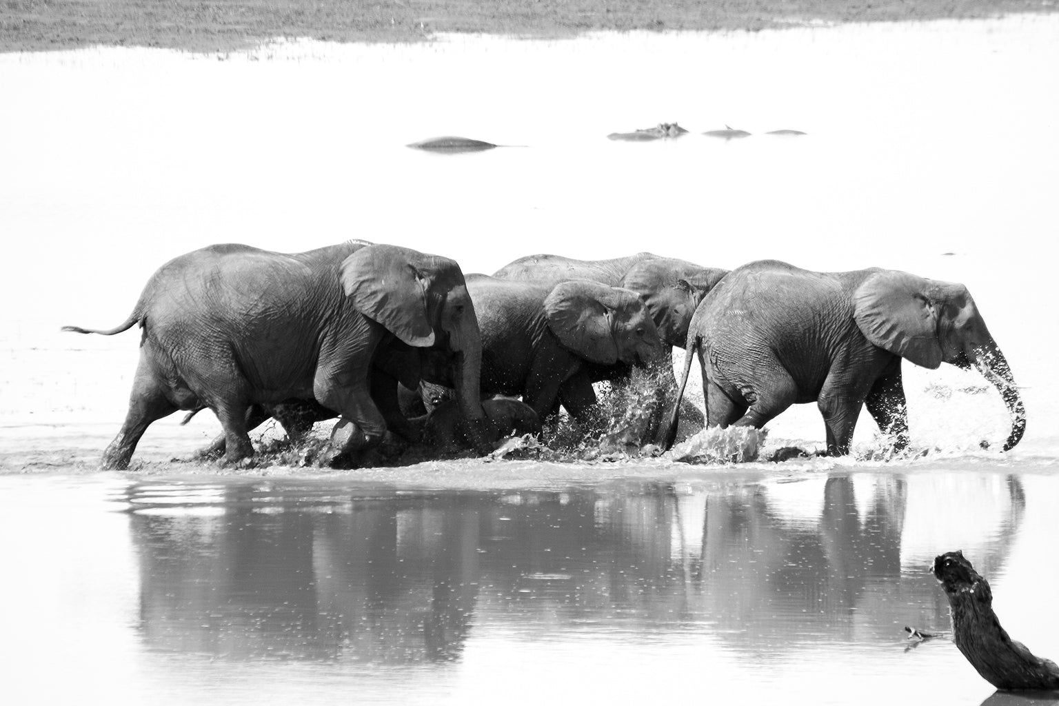 Safari Journal / Blog by Safari Fusion | Giants of Zambia | Photographing Zambia's beautiful Elephants | © Kellie Shearwood