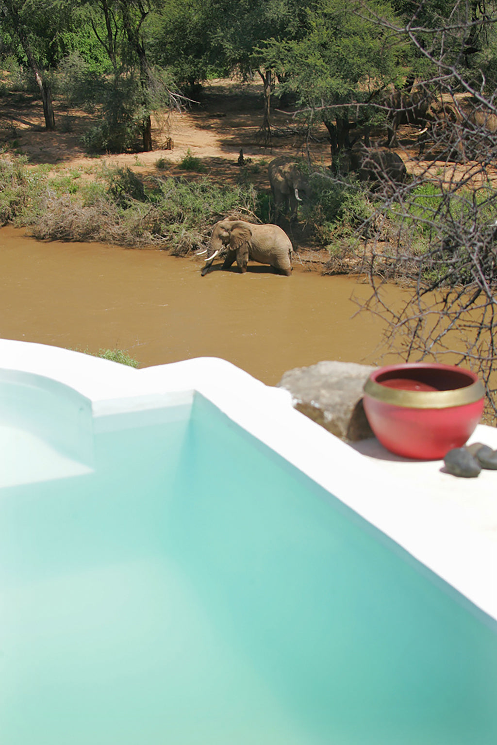 Safari Journal / Blog by Safari Fusion | Take a dip | Wildlife viewing from Sasaab, Samburu land Kenya