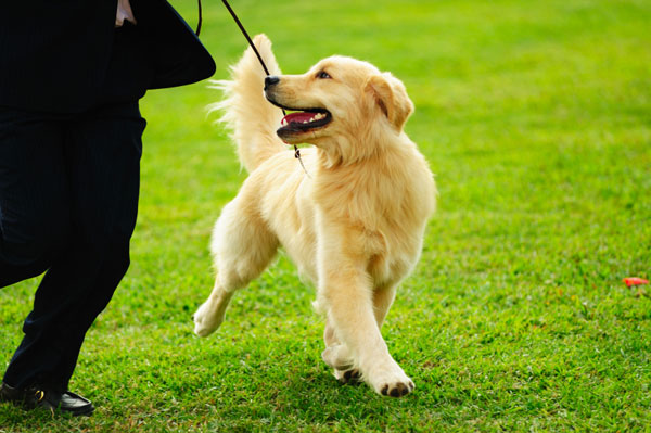 Dog Leash Safety Tips