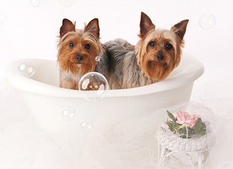 Dogs In Bath