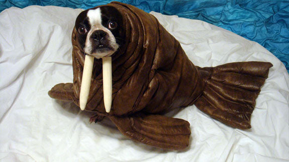 echo-the-walrus-dog-photo.jpg