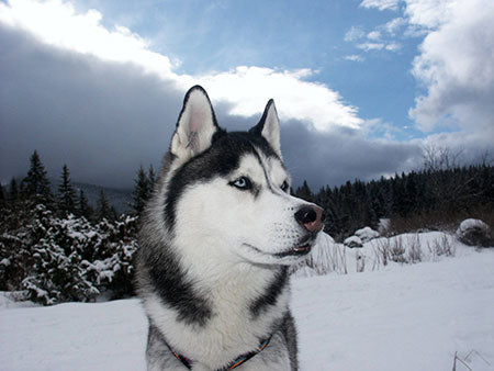 Eco-Friendly Dog Christmas