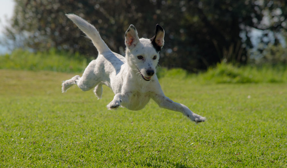 Flying Dog