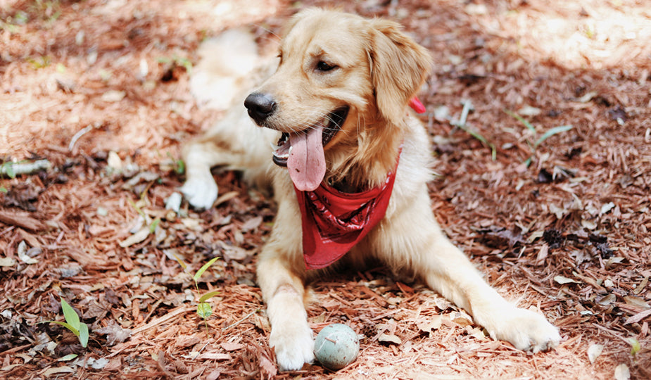 One Happy Pup (Red Bandana)