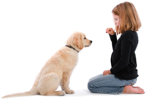 Training Your Dog With Positive Reinforcement