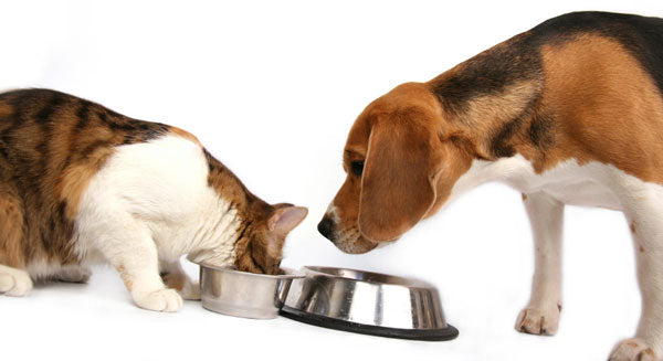 Switching Your Dog A Raw Dog Food