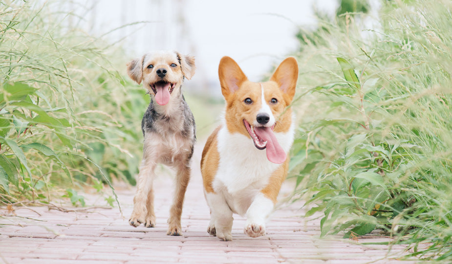 Corgi and Buddy On The Run