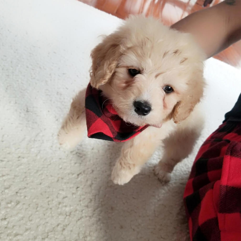 white dog bandana