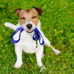 Fun tricks to teach your dog