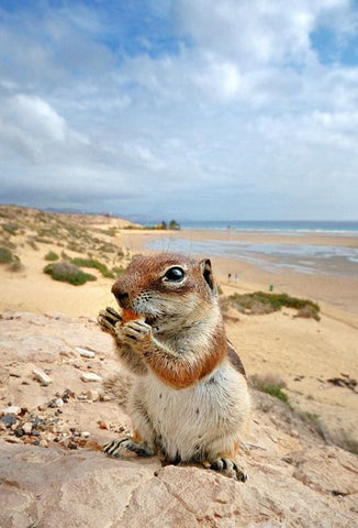 Fuerteventura Beach Chipmunk