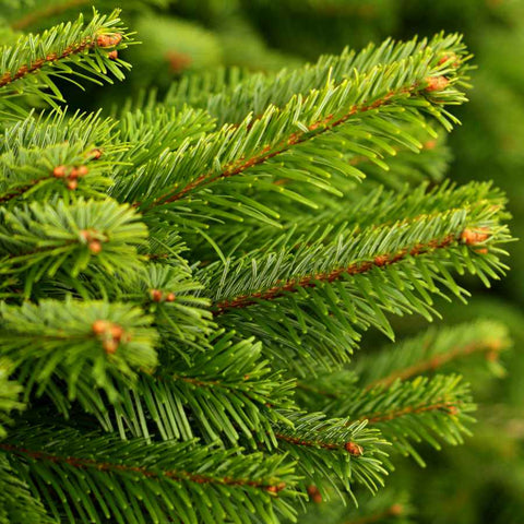 Evergreen branches