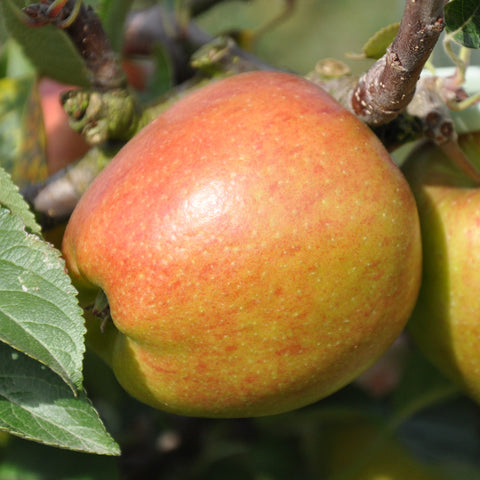 Braeburn Apple Tree