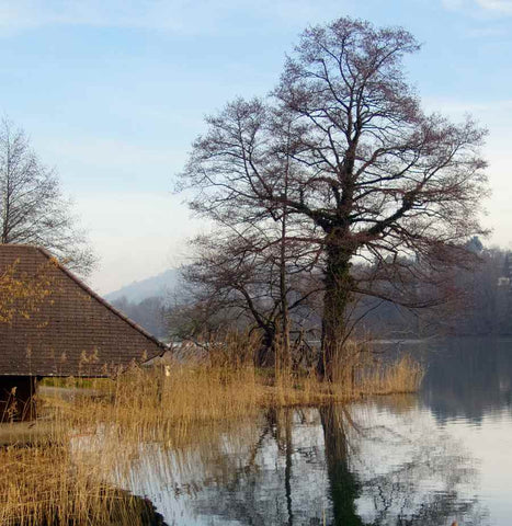 Alder Tree growing next to water