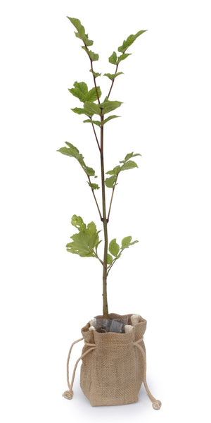 Ash Tree Sapling