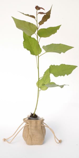 Aspen Tree Sapling