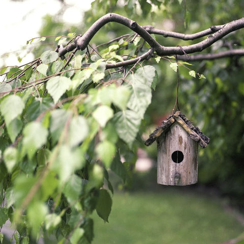 Create a wildlife friendly garden