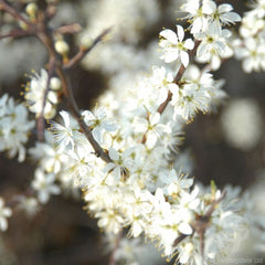 Blackthorn Tree Blossom