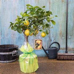 How to Care for Lemon Trees