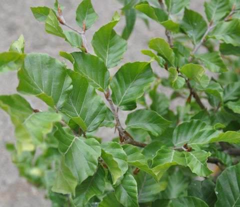 Beech Tree Leaves