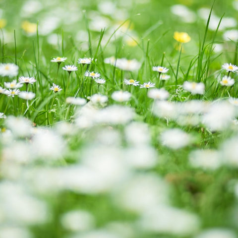 Wildlife Friendly Gardening