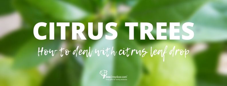 How to Deal with Citrus Leaf Drop