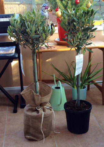 Pair of Olive Tree Gifts