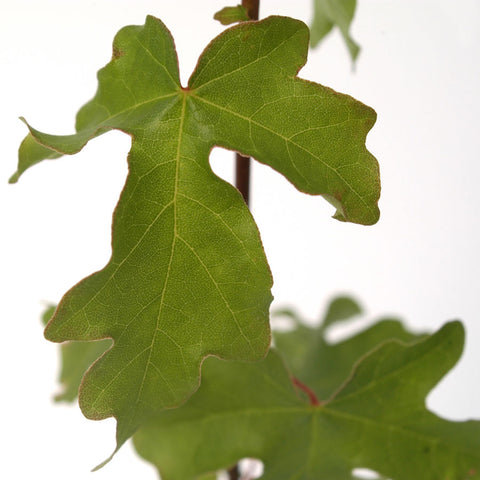 Field Maple Leaves