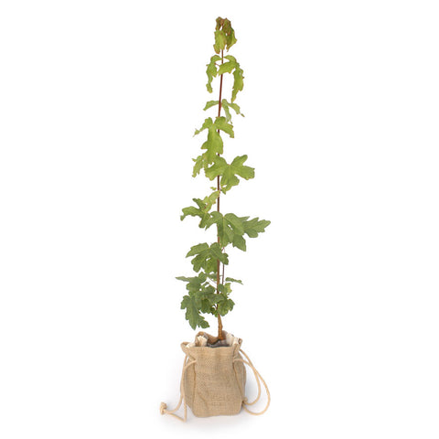 Field Maple Tree Sapling