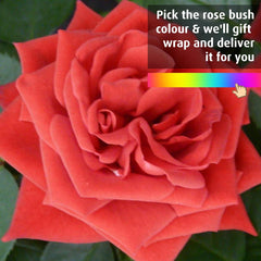 Favourite Colour Happy Birthday Rose