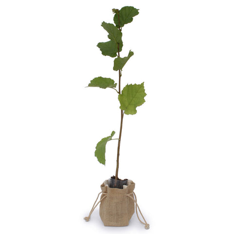 Hazel Tree Sapling