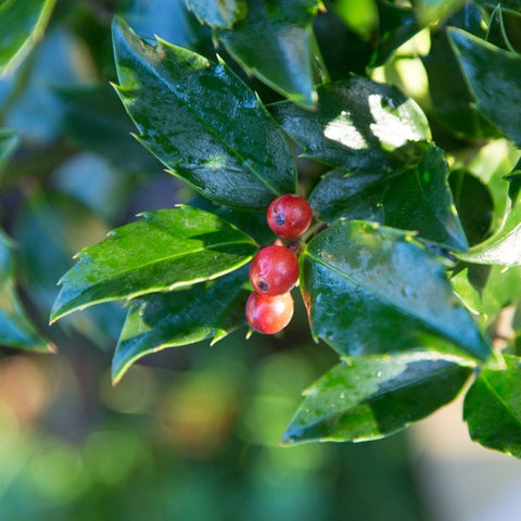 Holly Berries Growing on the Tree