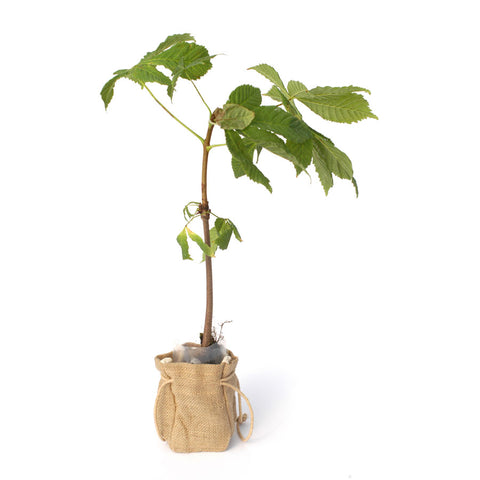 Horse Chestnut Tree Sapling