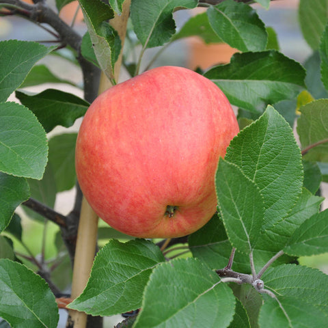 James Grieve Apple Tree