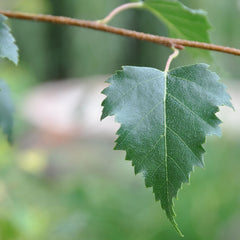 Silver Birch Leaf