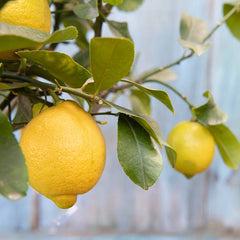 Lemon Tree Care