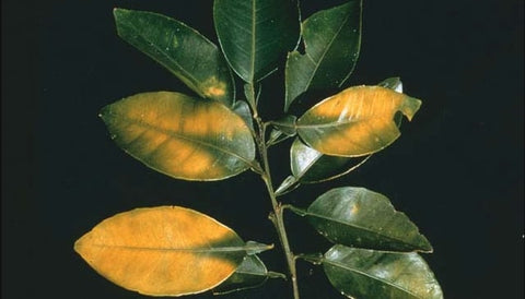 Lemon Tree with Magnesium Deficiency