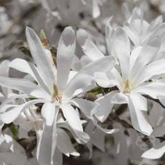 Star Magnolia Blossom