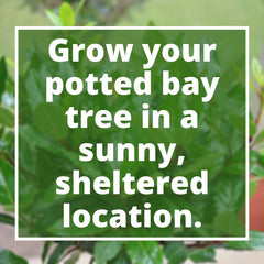 Pot Growing a Bay Tree