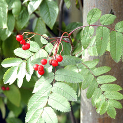 Rowan Tree Berries