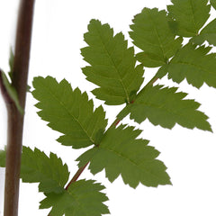 Rowan Tree Leaves