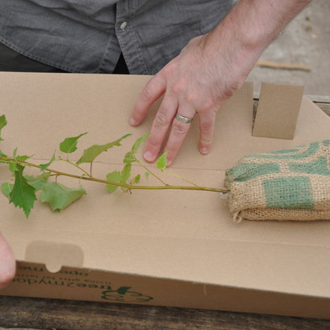 Silver Birch Sapling in a Box