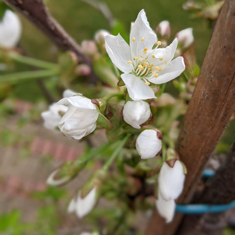 Early flowering trees for wildlife