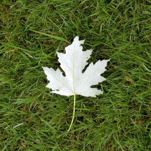 Sycamore Leaf