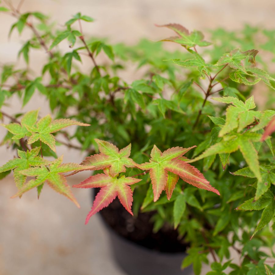 Maple ruby star japanese Acer palmatum